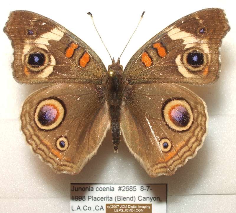 Junonia coenia (Buckeye Butterfly) Life Cycle image JCMDI.COM 
