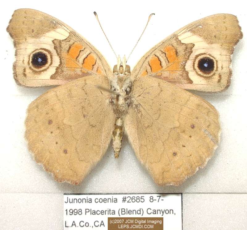 Junonia coenia (Buckeye Butterfly) Life Cycle image JCMDI.COM 