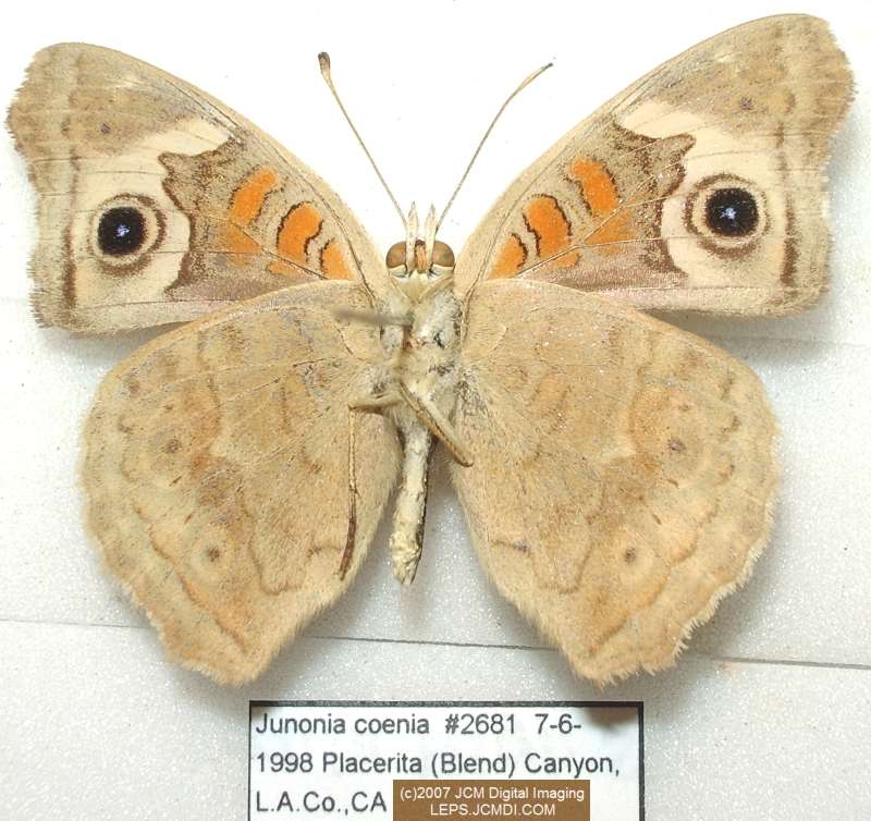 Junonia coenia (Buckeye Butterfly) Life Cycle image JCMDI.COM 