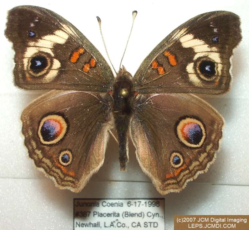 Junonia coenia (Buckeye Butterfly) Life Cycle image JCMDI.COM 
