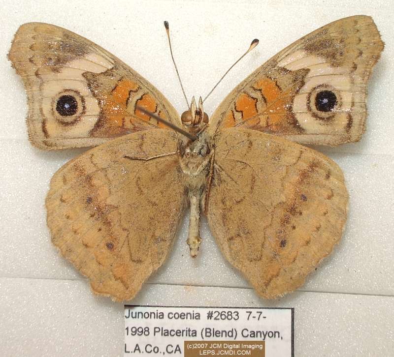 Junonia coenia (Buckeye Butterfly) Life Cycle image JCMDI.COM 