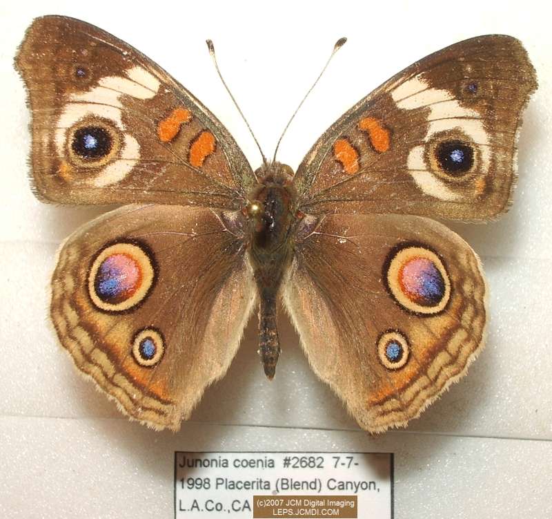 Junonia coenia (Buckeye Butterfly) Life Cycle image JCMDI.COM 