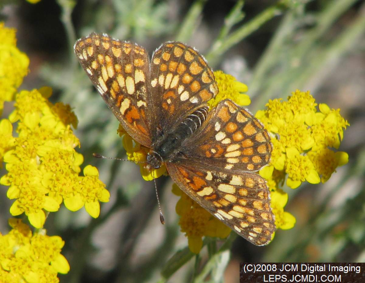 Gabb's Checkerspot (Chlosyne gabbii) image from JCMDI.COM