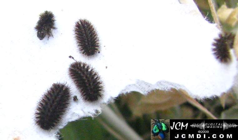 Gabb's Checkerspot (Chlosyne gabbii) image from JCMDI.COM