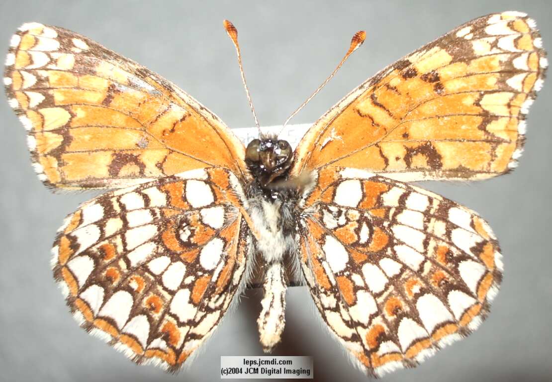 Chlosyne gabbii (Gabb's Checkerspot) Life Cycle image JCMDI.COM 