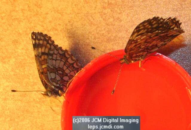 Chlosyne gabbii (Gabb's Checkerspot) Life Cycle image JCMDI.COM 