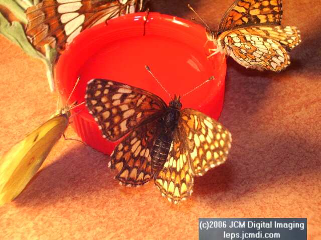 Chlosyne gabbii (Gabb's Checkerspot) Life Cycle image JCMDI.COM 