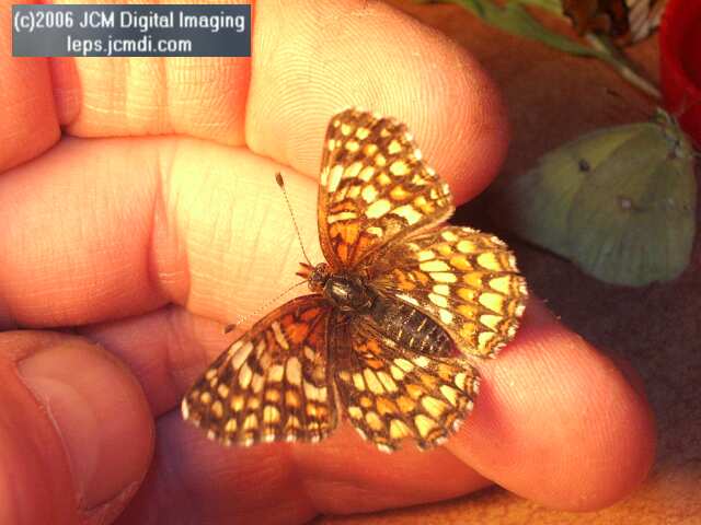 Chlosyne gabbii (Gabb's Checkerspot) Life Cycle image JCMDI.COM 