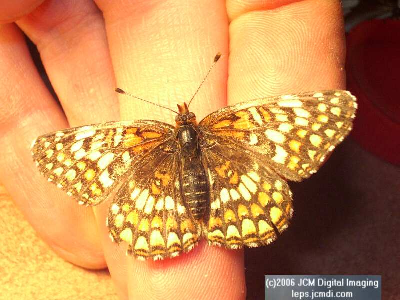 Chlosyne gabbii (Gabb's Checkerspot) Life Cycle image JCMDI.COM 