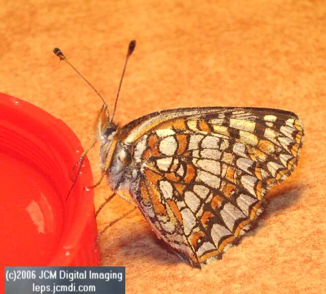 Chlosyne gabbii (Gabb's Checkerspot) Life Cycle image JCMDI.COM 