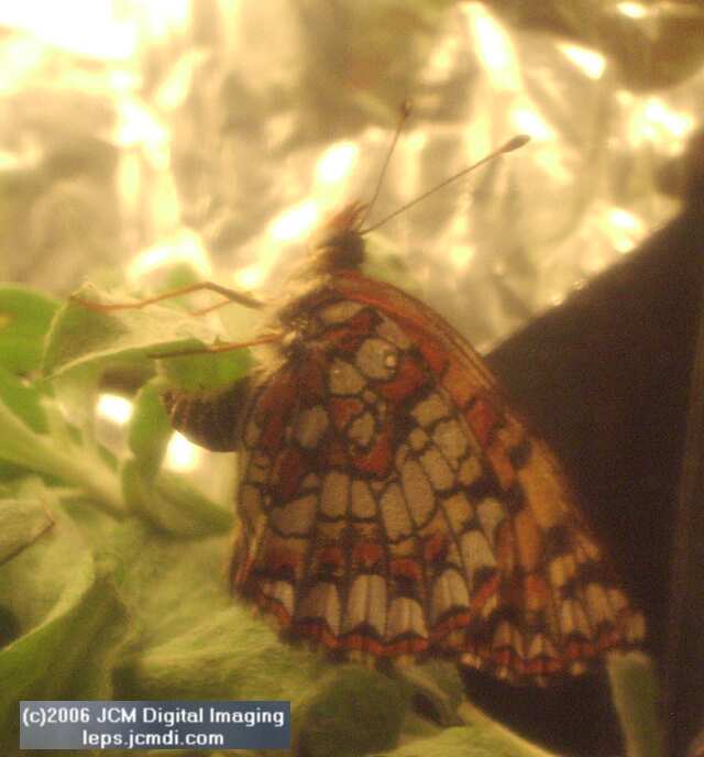 Chlosyne gabbii (Gabb's Checkerspot) Life Cycle image JCMDI.COM 