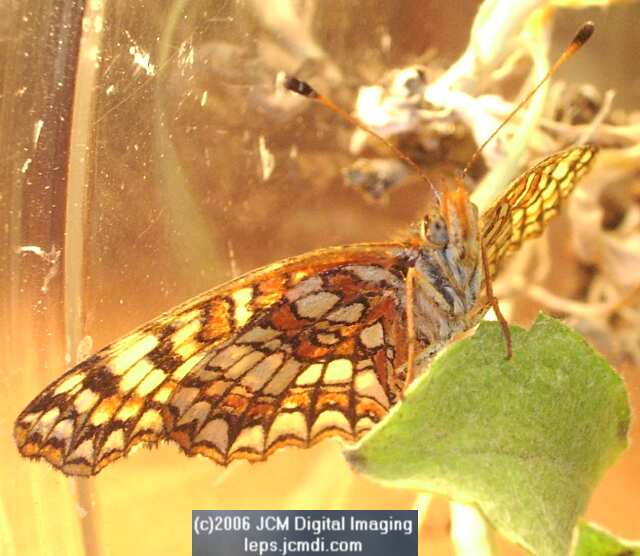 Chlosyne gabbii (Gabb's Checkerspot) Life Cycle image JCMDI.COM 