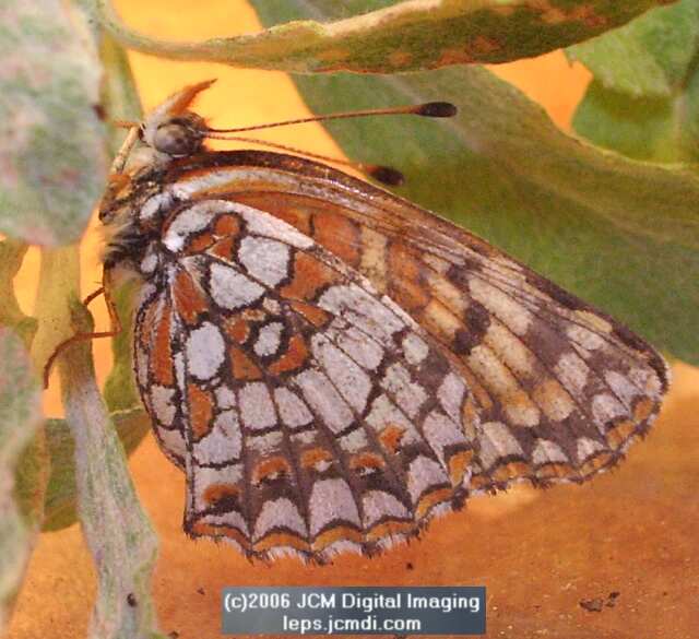 Chlosyne gabbii (Gabb's Checkerspot) Life Cycle image JCMDI.COM 