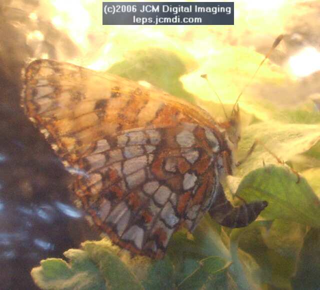 Chlosyne gabbii (Gabb's Checkerspot) Life Cycle image JCMDI.COM 
