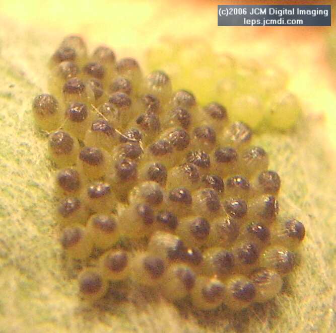 Chlosyne gabbii (Gabb's Checkerspot) Life Cycle image JCMDI.COM 