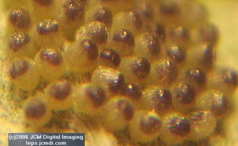 Chlosyne gabbii (Gabb's Checkerspot) Life Cycle image JCMDI.COM 