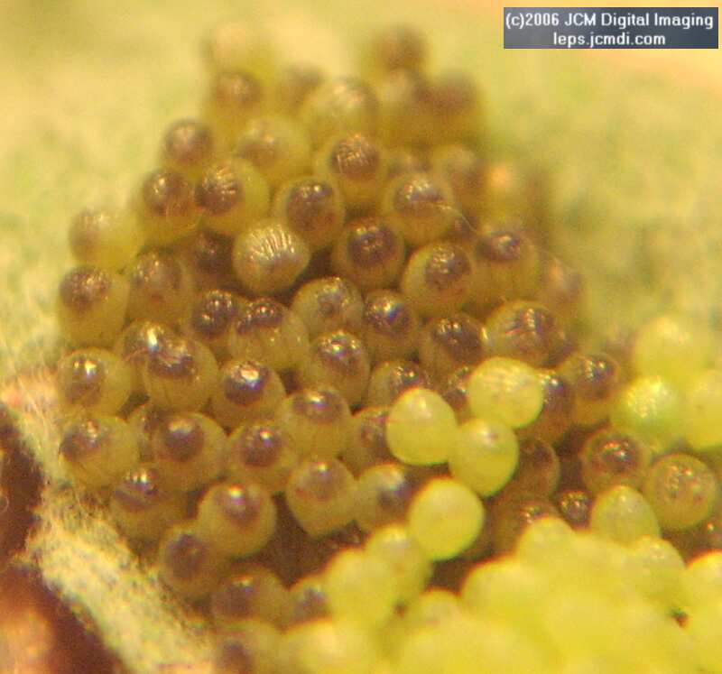Chlosyne gabbii (Gabb's Checkerspot) Life Cycle image JCMDI.COM 