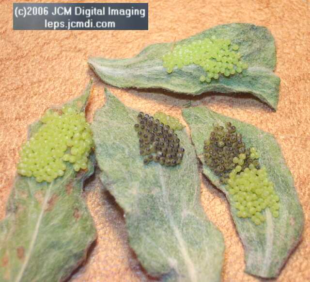 Chlosyne gabbii (Gabb's Checkerspot) Life Cycle image JCMDI.COM 