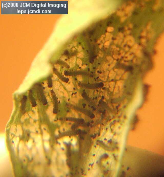 Chlosyne gabbii (Gabb's Checkerspot) Life Cycle image JCMDI.COM 