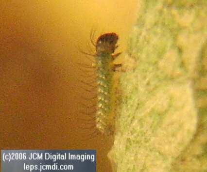 Chlosyne gabbii (Gabb's Checkerspot) Life Cycle image JCMDI.COM 