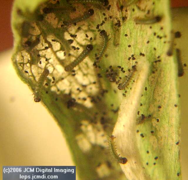 Chlosyne gabbii (Gabb's Checkerspot) Life Cycle image JCMDI.COM 