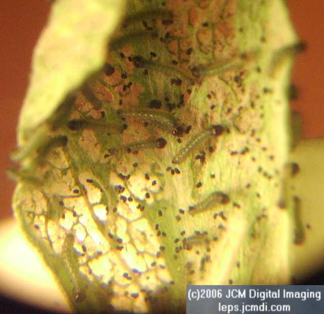 Chlosyne gabbii (Gabb's Checkerspot) Life Cycle image JCMDI.COM 
