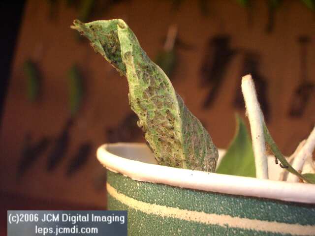 Chlosyne gabbii (Gabb's Checkerspot) Life Cycle image JCMDI.COM 