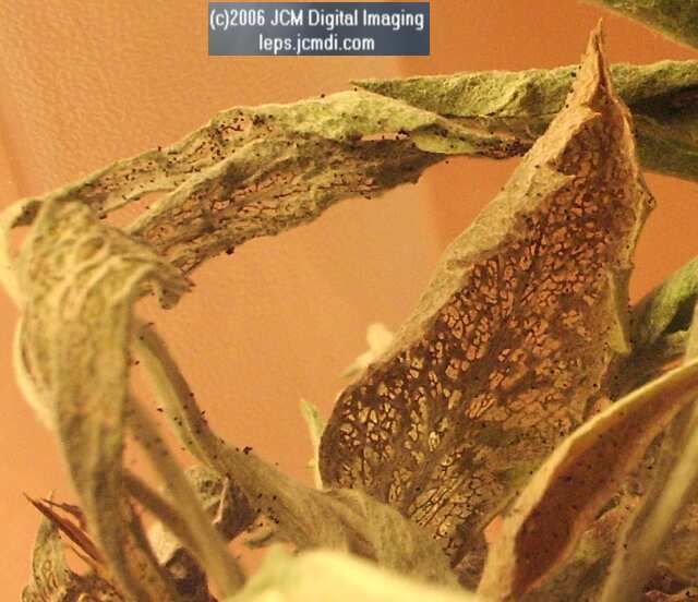 Chlosyne gabbii (Gabb's Checkerspot) Life Cycle image JCMDI.COM 