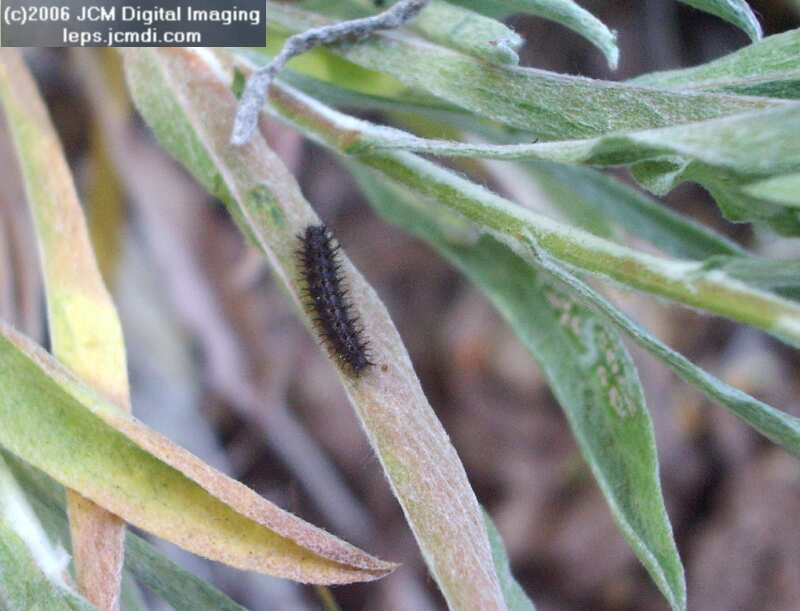 Chlosyne gabbii (Gabb's Checkerspot) Life Cycle image JCMDI.COM 