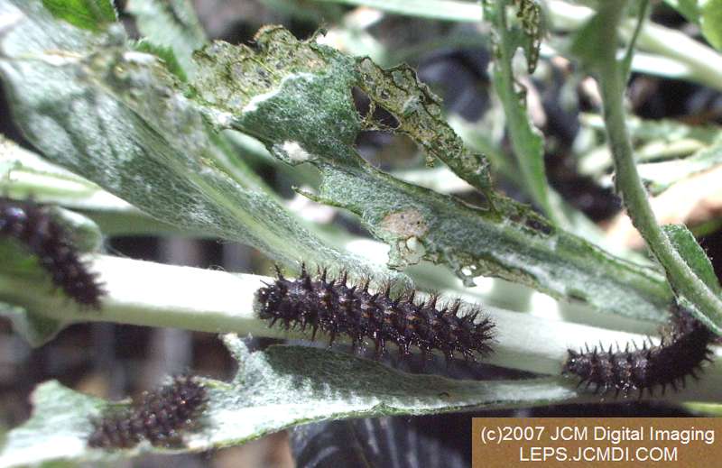 Gabb's Checkerspot (Chlosyne gabbii) image from JCMDI.COM