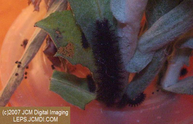 Gabb's Checkerspot (Chlosyne gabbii) image from JCMDI.COM