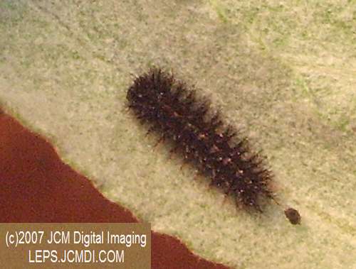 Gabb's Checkerspot (Chlosyne gabbii) image from JCMDI.COM
