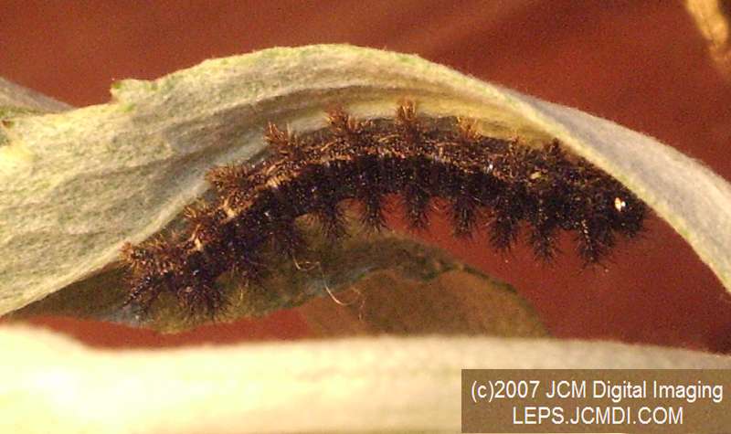 Gabb's Checkerspot (Chlosyne gabbii) image from JCMDI.COM