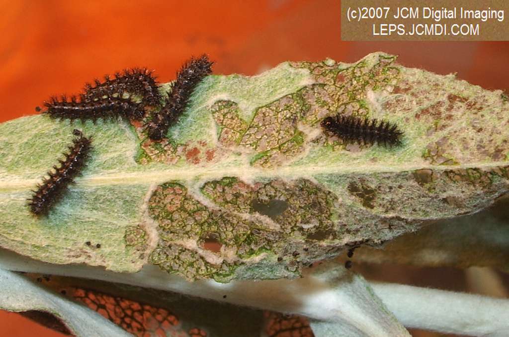 Gabb's Checkerspot (Chlosyne gabbii) image from JCMDI.COM