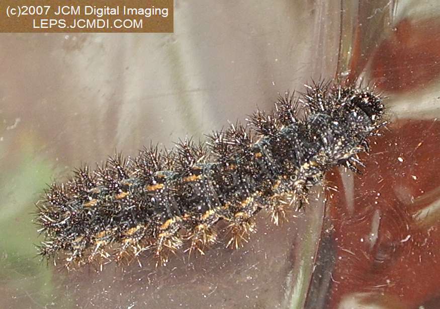 Gabb's Checkerspot (Chlosyne gabbii) image from JCMDI.COM