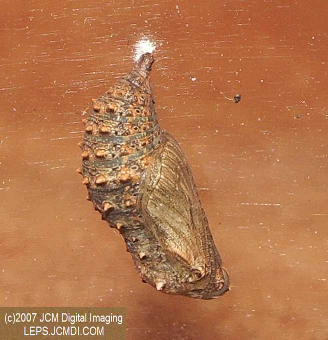 Gabb's Checkerspot (Chlosyne gabbii) image from JCMDI.COM