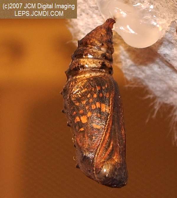 Gabb's Checkerspot (Chlosyne gabbii) image from JCMDI.COM