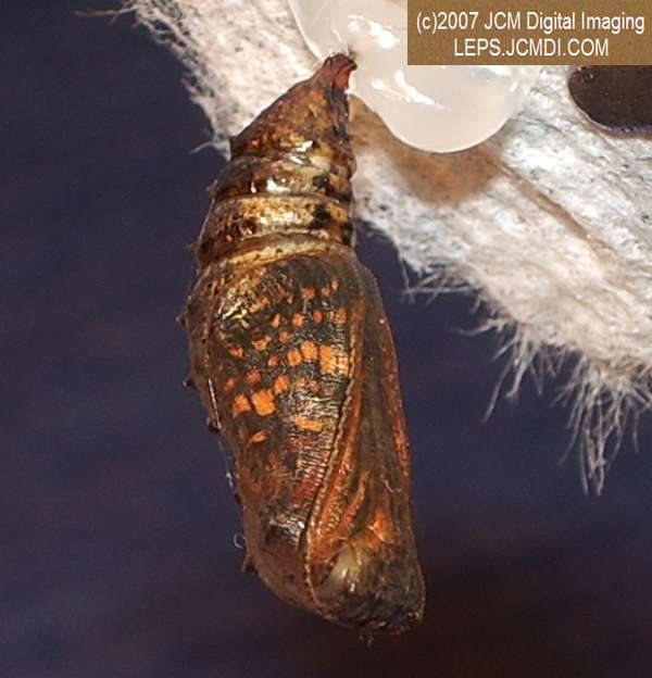 Gabb's Checkerspot (Chlosyne gabbii) image from JCMDI.COM