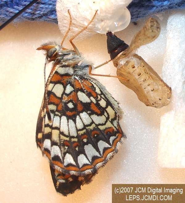 Gabb's Checkerspot (Chlosyne gabbii) image from JCMDI.COM