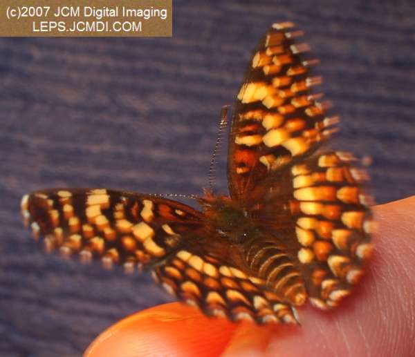 Gabb's Checkerspot (Chlosyne gabbii) image from JCMDI.COM
