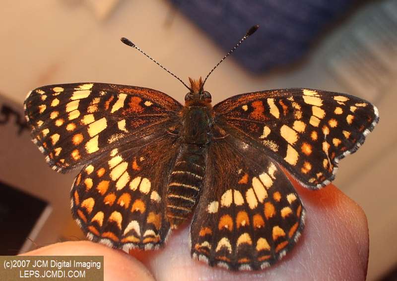Gabb's Checkerspot (Chlosyne gabbii) image from JCMDI.COM
