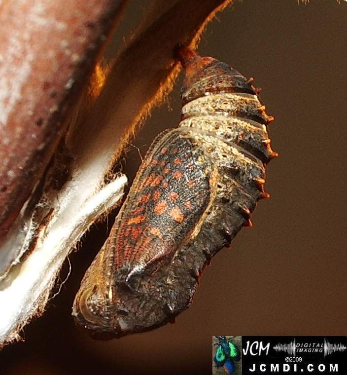 Gabb's Checkerspot (Chlosyne gabbii) image from JCMDI.COM