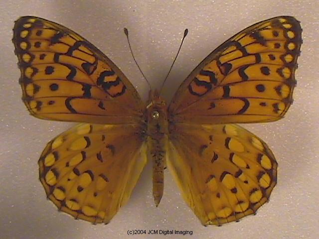 Speyeria coronis hennei (Henne's Fritillary) Life Cycle image JCMDI.COM 