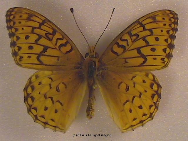 Speyeria coronis hennei (Henne's Fritillary) Life Cycle image JCMDI.COM 