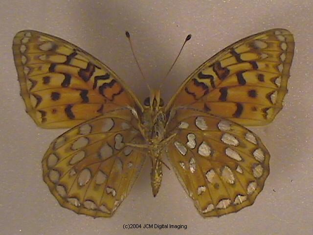 Speyeria coronis hennei (Henne's Fritillary) Life Cycle image JCMDI.COM 