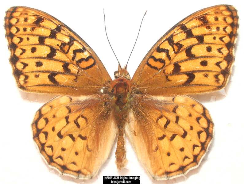 Speyeria coronis hennei (Henne's Fritillary) Life Cycle image JCMDI.COM 