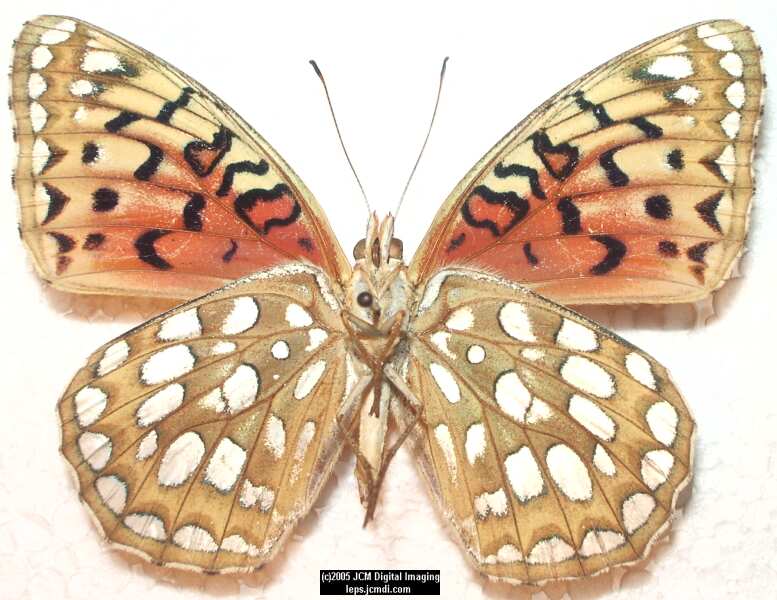 Speyeria coronis hennei (Henne's Fritillary) Life Cycle image JCMDI.COM 