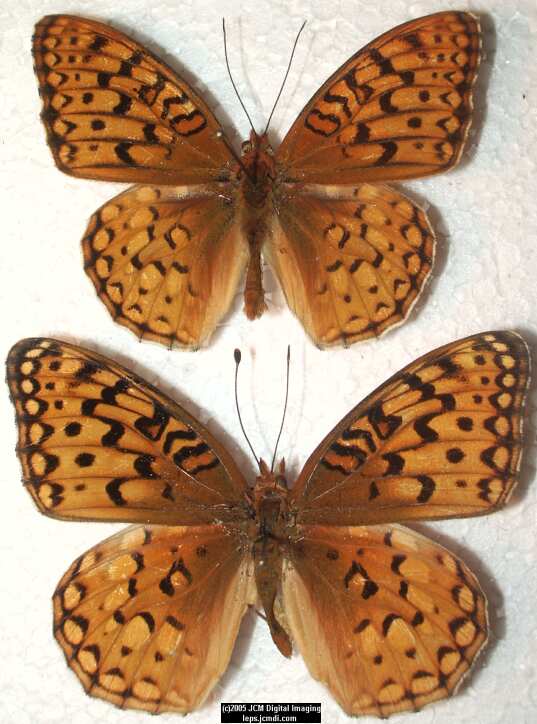 Speyeria coronis hennei (Henne's Fritillary) Life Cycle image JCMDI.COM 