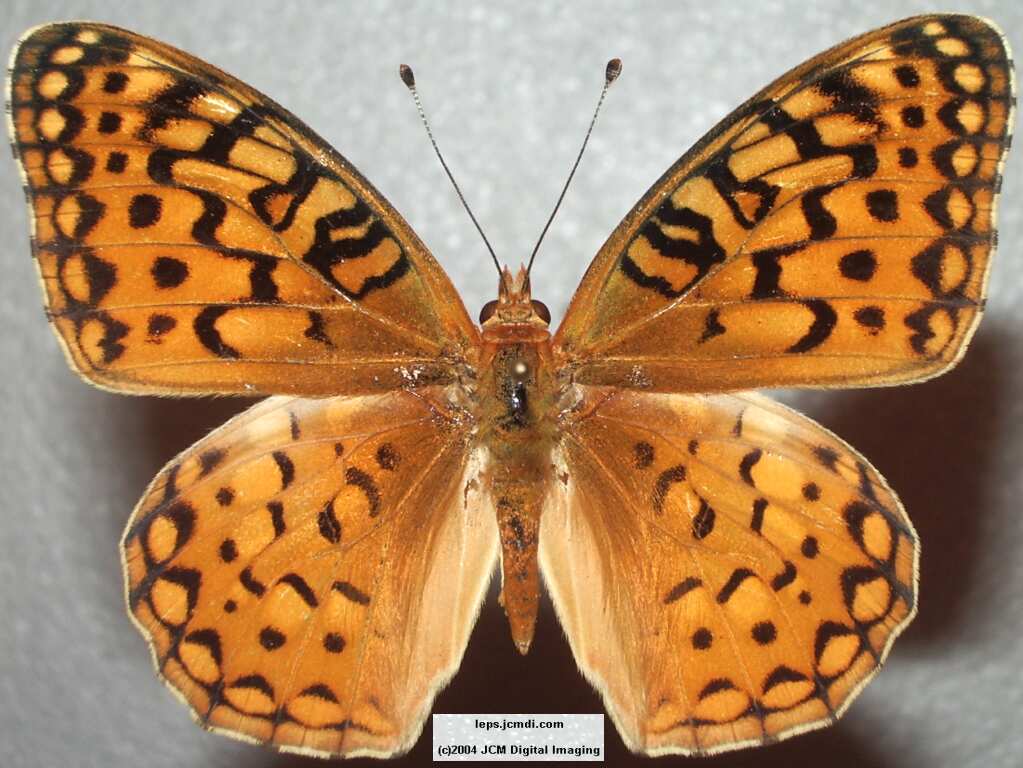 Speyeria coronis hennei (Henne's Fritillary) Life Cycle image JCMDI.COM 