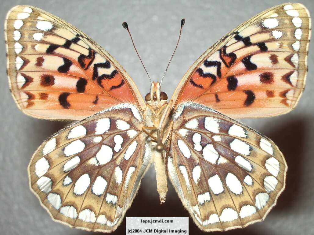 Speyeria coronis hennei (Henne's Fritillary) Life Cycle image JCMDI.COM 